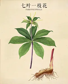 药材素材图片大全-药材素材高清好看的图片--花瓣小美美```·``的画板