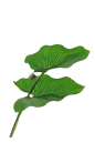 热带植物 叶子 