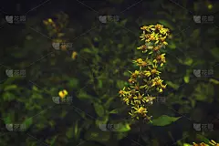 屏幕保护程序，背景和壁纸的桌面和广告，在照片中黄色的野花风格的复古时尚。本空间