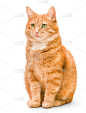一个姜猫