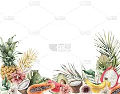 水彩缤纷的热带边界上,有水果和花朵.白底手绘鳄梨、椰子、龙果、无花果、木瓜和芙蓉。用于设计、印刷、面