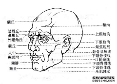 45324373采集到男头结构