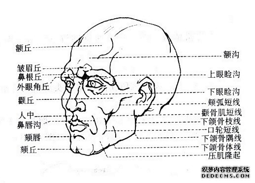 人物头像结构9