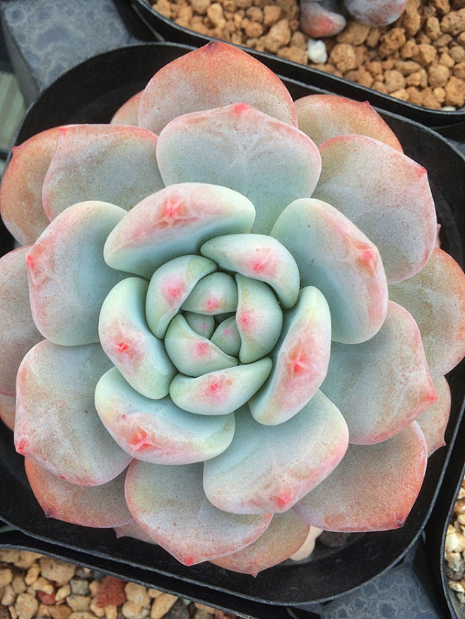 好肥好润好像摸，忍住！