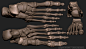 Human Skeleton, Boris Moskalenko : Medically accurate average human skeleton 3D model,with all important anatomical landmarks. Done for a client SciePro