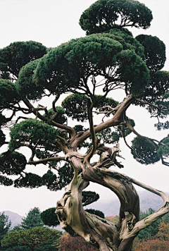 蛇胆枇杷鹿采集到风景