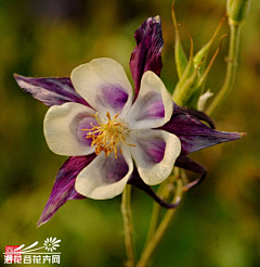 Amaranth2003采集到耧斗菜 Aquilegia