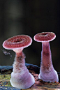 
条纹革耳菌（Panus fasciatus）还叫“多毛小号菇”，看上去好像生长在另一个星球上。
但这种真菌生活在澳大利亚森林中。腐烂木头常是它们的栖息地。这些样本好像为一种很小的条纹昆虫提供临时住所。