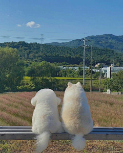 荼蘼蘼采集到动物