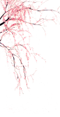 桃花png图片
