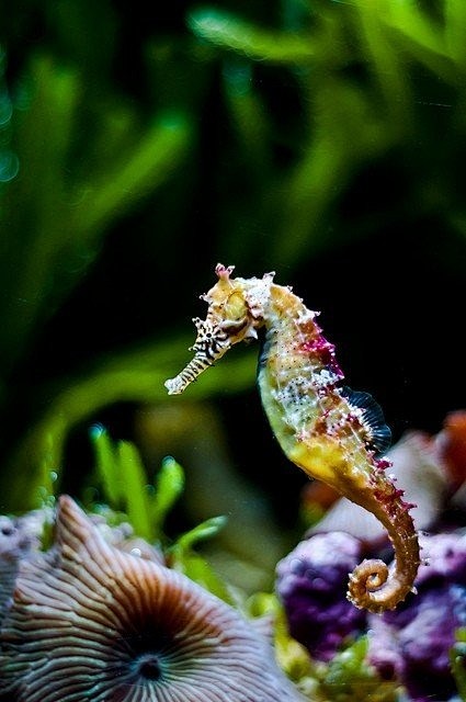 Rainbow Seahorse