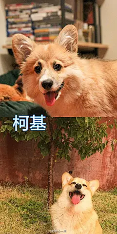 很多狗狗三四个月龄之后会进入丑到变形的阶段，可能出现体型不协调，嘴巴变尖，变成猴子脸，毛质变得糟糕等情况，俗称的尴尬期，度过这段最丑的时期就会慢慢蜕变成漂亮的大狗了！不过也有一些汪，即使过了尴尬期外表变漂亮了，仍控制不住体内的逗比属性，终成一代表情包大师！