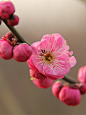 梅花绝句 陆游

　　闻道梅花坼晓风，雪堆遍满四山中。

　　何方可化身千亿，一树梅花一放翁。