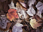 质朴的秋天树叶 免费图片
标签： 秋天,背景,干,落下,叶子,叶,植物,季节,质地
分类： 自然,股票图片

查看相似图像
寻找不同的东西？
从 Shutterstock 中查看这些类似的照片。使用促销代码GRATIS并节省一些现金！



试用 SHUTTERSTOCK 并获得 10 张免费照片
订阅新图片提醒

订阅


通过1 个月的免费试用获得无限的库存图片、照片、视频和音乐！
执照
隐私政策
网站地图
接触
常见问题
关于
© 2022 GRATISOGRAPHY

我们的图片已在