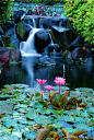 在巴厘岛的莲花瀑布
Lotus and Waterfall in Bali