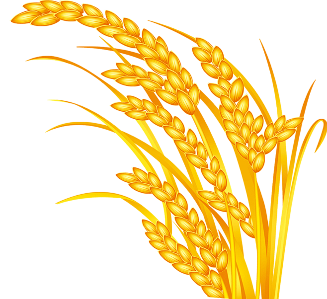 麦20