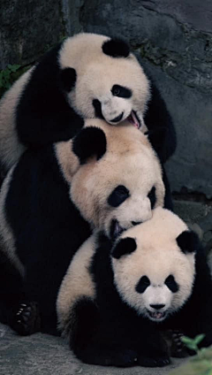 张小偲采集到视觉 # 【动物世界】