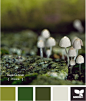 mushroom hues