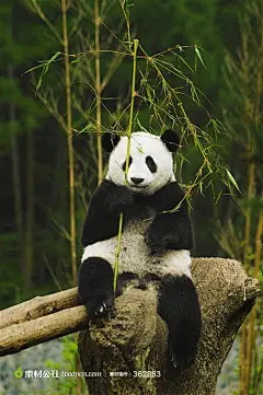 手拿竹子的熊猫高清摄影桌面壁纸图片素材