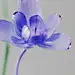 Daily digital flower experiment 2