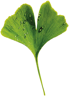 小海牛哇采集到植物/绿叶/花朵