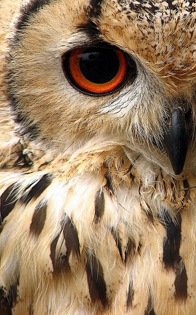 Indian Eagle Owl #野生...