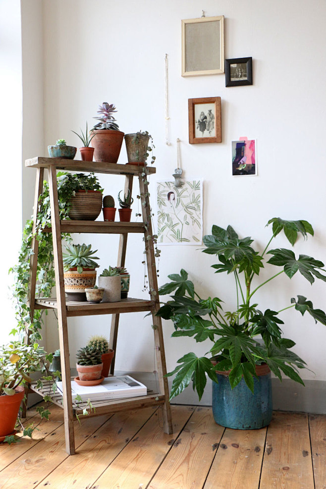 displaying plants in...