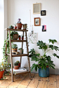 displaying plants indoors