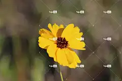 大花金鸡菊 花壁纸 蜱种子 花 植物 黄花 花卉背景 美丽的花朵