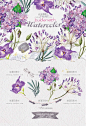 [cm126]紫色花朵紫罗兰紫阳花花草朵树叶婚礼请柬设计PNG水彩素材-淘宝网