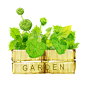 水彩手绘 花草.png