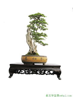 SaiWong采集到木本植物&盆栽