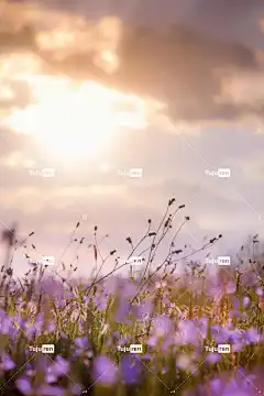 花朵 美丽的花朵 自然 植物 Ipad 壁纸 日落 手机壁纸