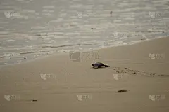 发布的小乌龟