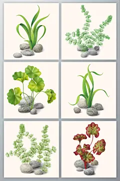 六款水生植物水草矢量素材