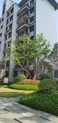 Himify采集到苗木
