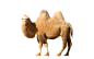 骆驼PNG