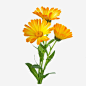 金盏花花瓣实物PNG_新图网ixintu.com