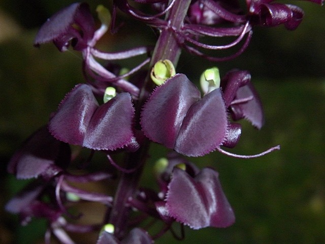 紫花羊耳蒜 Liparis nigra ...