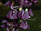 紫花羊耳蒜 Liparis nigra 蘭科（地生草本） - 單子葉植物 Monocotyledons - HKWildlife.Net Forum 香港自然生態論壇
