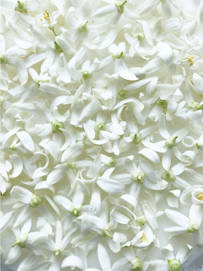 橙花