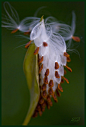  milk weed 马利筋属植物