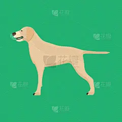 狗,动物,宠物,分离着色,侧面视角,图标,拉布拉多犬,可爱的,纯种犬,爱