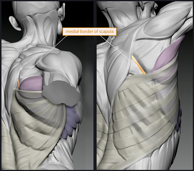 Anatomy For Sculptor...