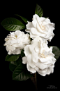 Gardenia!