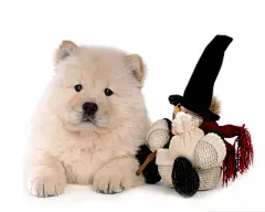 松狮犬高清壁纸桌面壁纸2