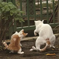 日本的一本猫咪写真集《拼了老命的猫咪们》（必死すぎるネコ），从这些都能当表情包的样子来看是真的拼了老命了 ​​​​