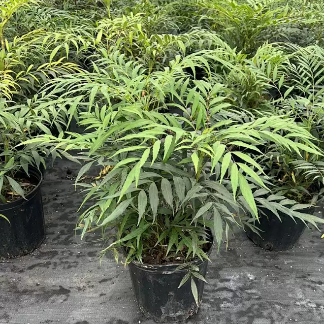 狭叶十大功劳盆栽苗 阳台庭院观赏造景绿化...