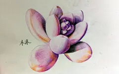 彩铅画多肉_百度图片搜索