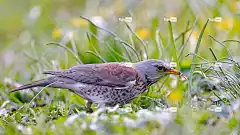 Fieldfare 花壁纸 鸟 虫 动物 野生动物 羽毛 自然